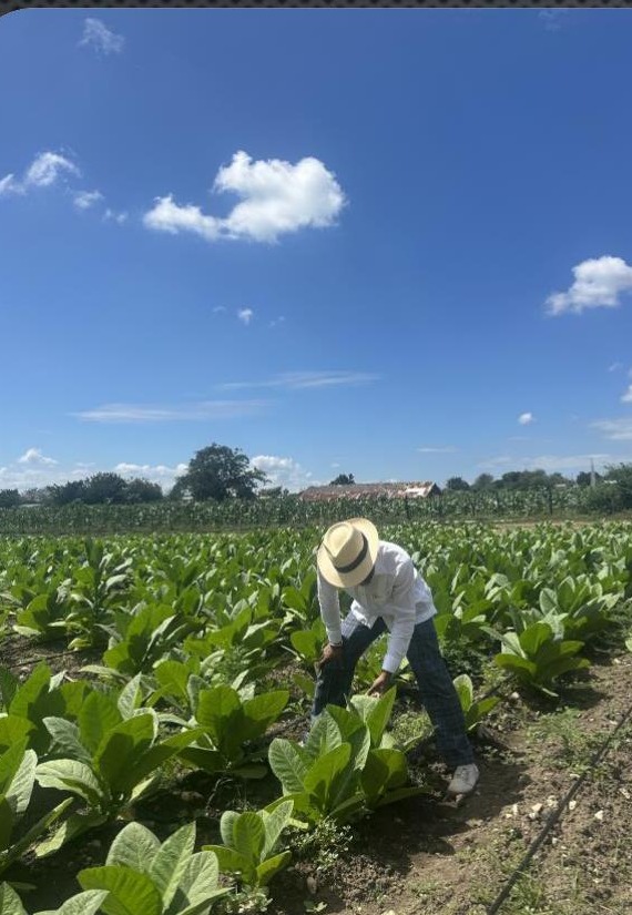 A tobacco field at harvest, the source of The Continental — The Bride